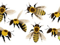 Včely
